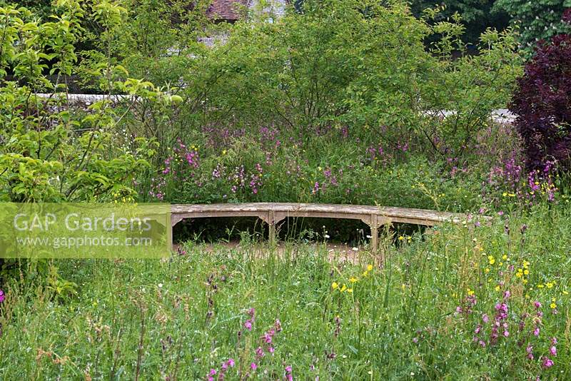 Curving oak bench surrounded by wildflowers, buttercups, red campion, vetch and daisies. Behind, screen of Amelanchier lamarckii and cotinus.