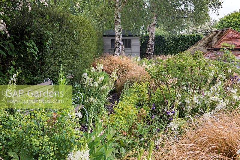 Woodland terrace with Camassia leichtlinii alba, aquilegias, euphorbias, dogwood, silver birches and clumps of rusty coloured pheasant's tail grass.