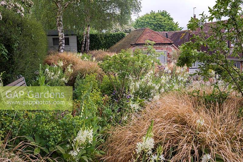 Woodland terrace with Camassia leichtlinii alba, aquilegias, euphorbia, dogwood, silver birches and clumps of rusty coloured pheasant's tail grass, Anemanthele lessoniana syn. Stipa arundinacea