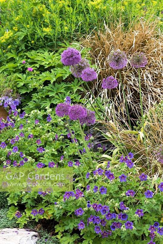 Planting combination of Geranium x magnificum 'Rosemoor' with Allium 'Purple Sensation'.