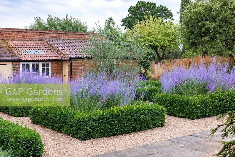 A formal box parterre, an olive tree at the centre, and each bed filled with Perovskia atriplicifolia, blue Russian sage, and drumstick alliums.