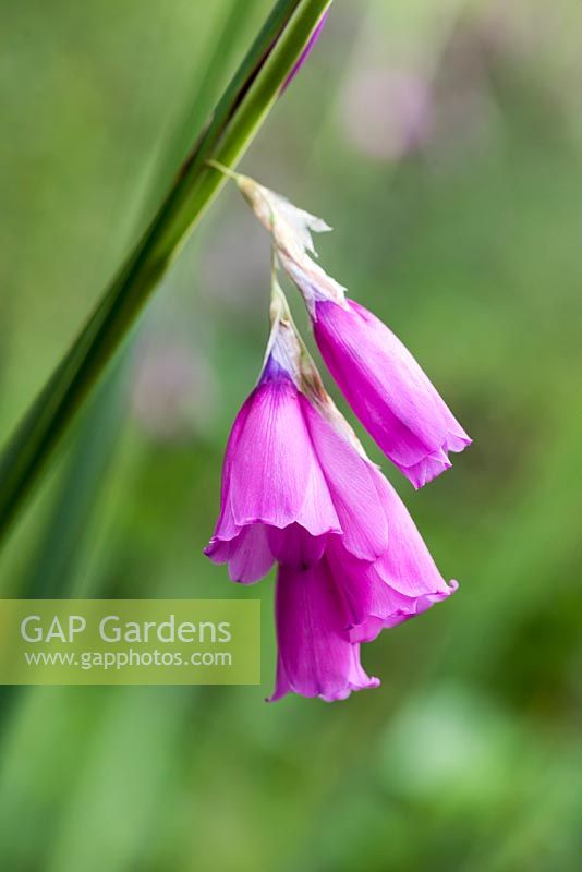 Dierama pulcherrimum, angel's fishing rod, a perennial with long stiff stems of pink flowers from August.