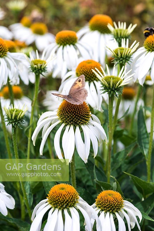 A small Meadow Brown butterfly perches on a white coneflower, Echinacea purpurea 'White Swan'