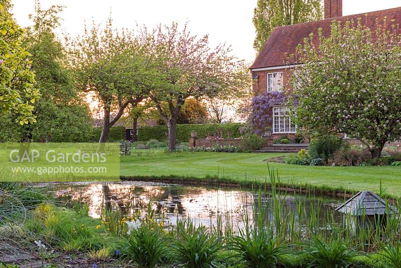 Sunset is mirrored in a wildlife pond. Beyond, the 1937 house is bedecked in wisteria. In the lawn, old apple trees break out in blossom above tulips and daffodils.