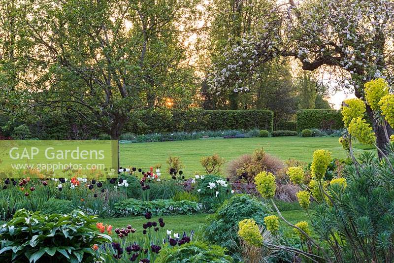 The sun sets behind apple blossom, and an island bed of grasses, euphorbia, dogwoods and Tulipa - Tulips 'Paul Scherer', 'Ballerina', 'Abu Hassan' and 'White Dream'.