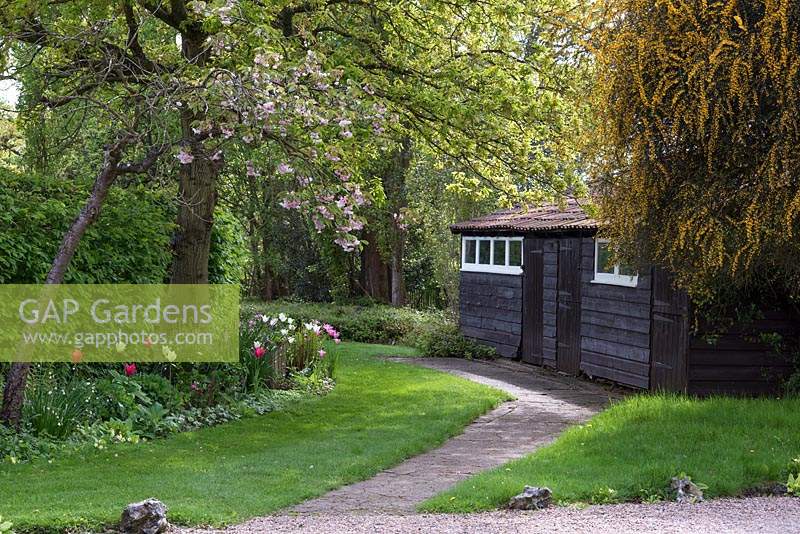 Painted black garden shed by a border with a flowering cherry overhanging a shady bed of tulips and snowflakes 