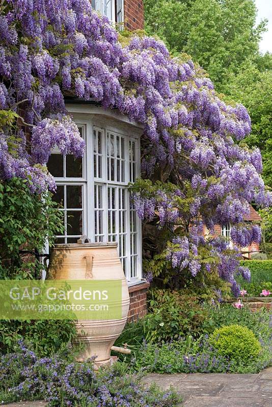 Wisteria sinensis - Chinese wisteria, a vigorous fragrant climbing plant, trained over the house.
