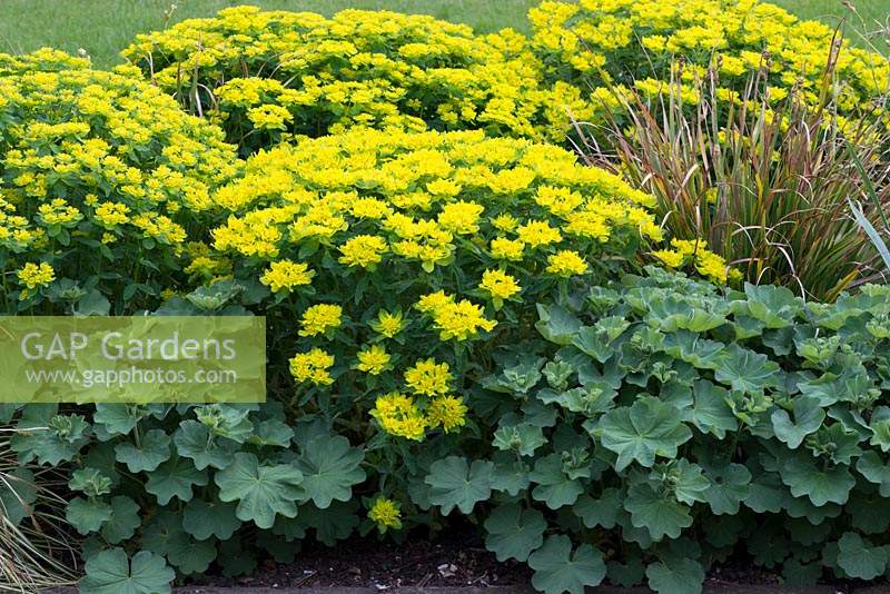 Euphorbia polychroma - Spurge, a clump forming herbaceous perennial bearing greenish yellow flowerheads in spring.
