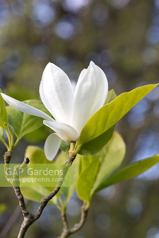 Magnolia x soulangeana 'Alba', a deciduous tree bearing large white goblet-shaped flowers from April.