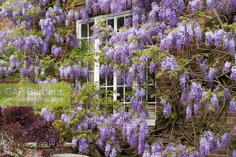 Wisteria sinensis - Chinese Wisteria, a vigorous fragrant climbing plant flowering in May.