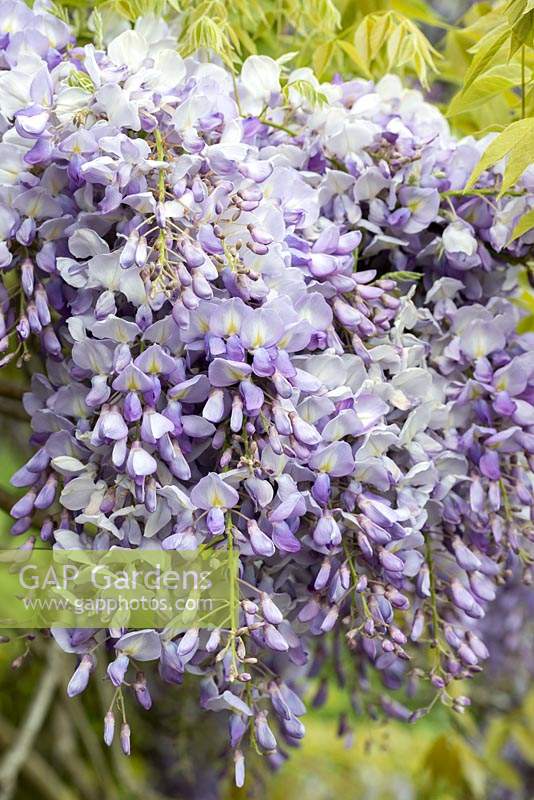 Wisteria sinensis - Chinese wisteria, a vigorous fragrant climbing plant flowering in May.