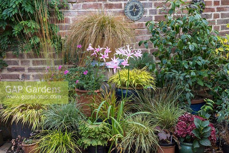 Pots of various ornamental grasses with a container of pink Nerines in the centre