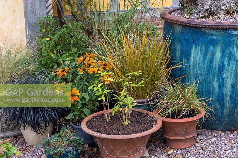 A group of pots planted with ornamental grasses and Rudbeckias.