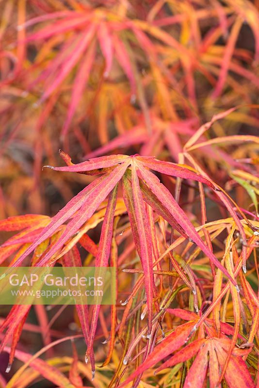 Acer palmatum 'Red Pygmy', a Japanese maple, with red purple leaves that take on golden tints in autumn.