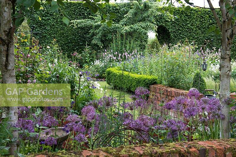 Grass path between trunks of silver birches and Allium cristophii, a box parterre is planted with bistort, hardy geraniums, centaurea, foxgloves, ragged robin, astrantias, aquilegias and roses.