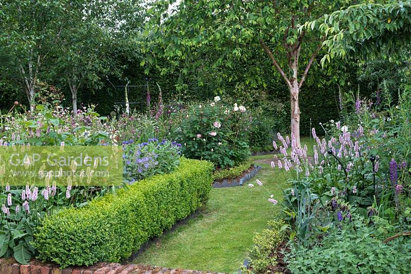 A grassy path leads between herbaceous beds of Bistort, Roses, Centaurea, Astrantias, Foxgloves and Roses with Betula albosinensis var. septentrionalis 'Kansu' at the end