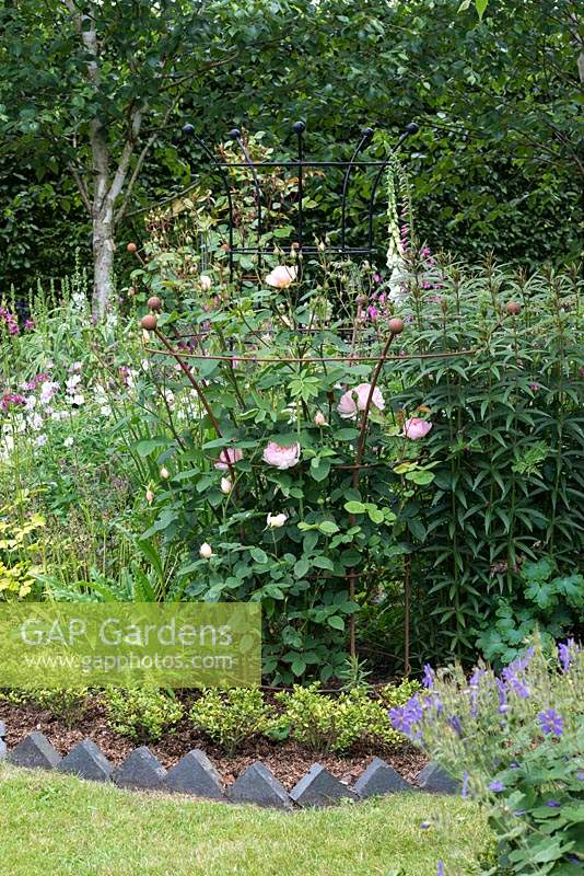Rosa 'Gentle Hermione', contained by a rusted iron support in a bed with Aquilegias, hardy Geraniums, foxgloves, Astrantias and Mallow.
