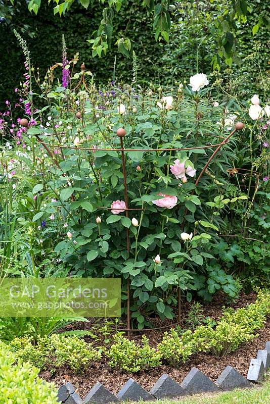 Rosa 'Gentle Hermione', contained by a rusted iron support from Artisan Plant Supports.