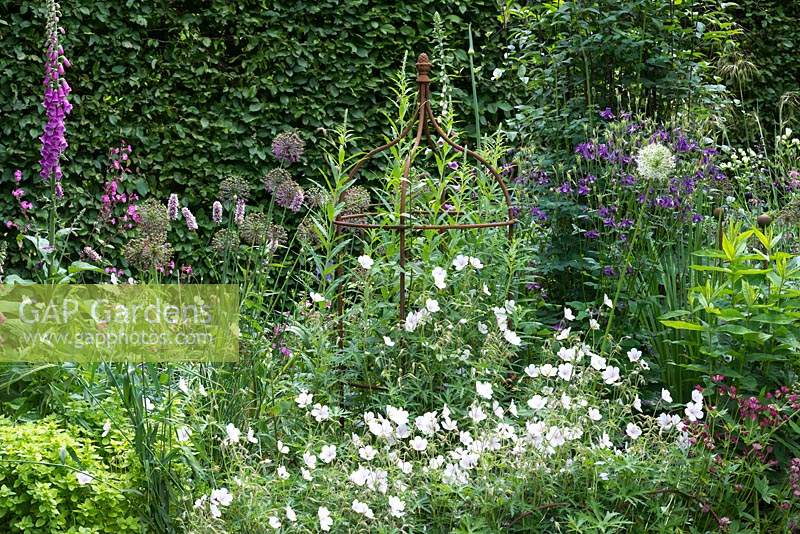 Geranium clarkei 'Kashmir White' grows at the base of a rusted iron plant support, amidst alliums, foxgloves and aquilegias.