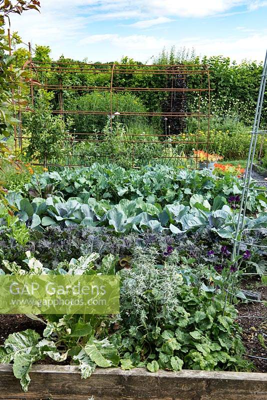 In a vegetable parterre, rows of cabbages and kale lead up to an iron pergola.
