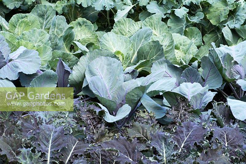 Brassica - Rows of 'January King' cabbages and 'red Ruble' kale.