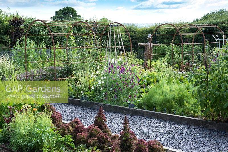 A rusted iron pergola covers a path leading between the raised beds of vegetables, fruit  and flowers in a vegetable parterre. Sweet peas - Lathyrus odoratus clamber up a cane wigwam.