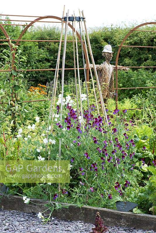 In a raised bed in a vegetable parterre, Lathyrus odoratus 'Cupani', sweet peas,  clamber up a cane wigwam