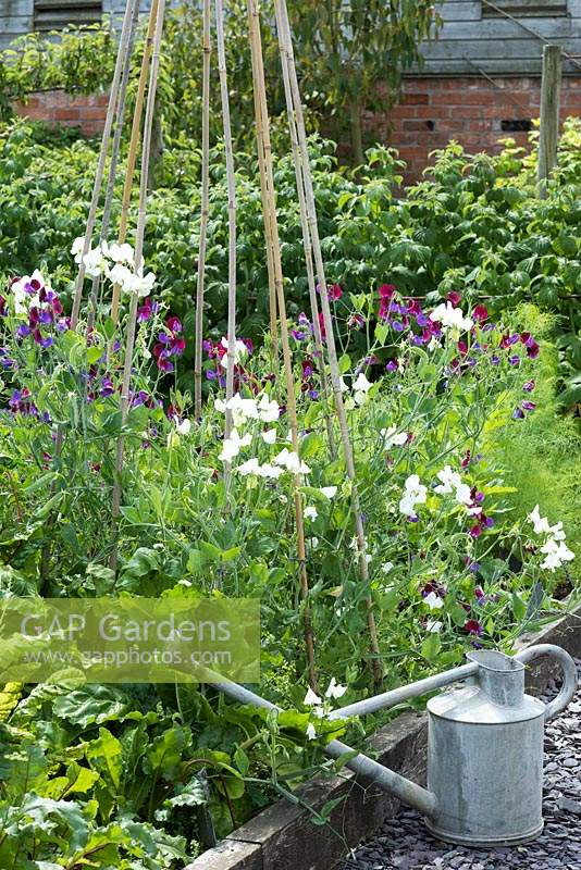 In a raised bed in a vegetable parterre, sweet peas - Lathyrus odoratus clamber up a cane wigwam