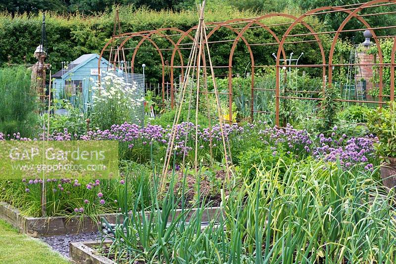 Raised beds in a vegetable parterre, planted with onions, chives and beans ready to clamber up a cane wigwam.