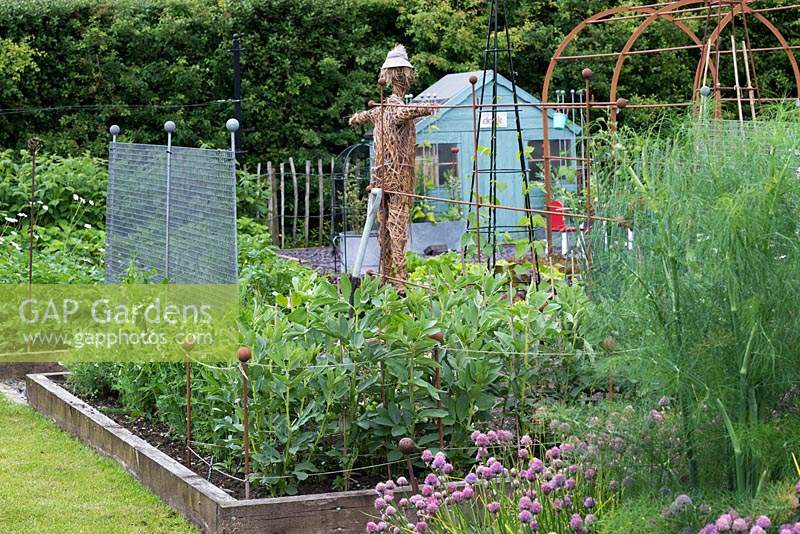 Broad beans and peas are supported in a raised bed in a vegetable parterre.