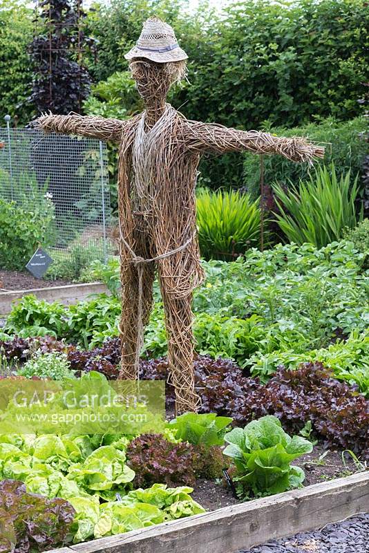 In a vegetable parterre, a woven willow scarecrow keeps guard over a raised bed of lettuces - 'Catalogna', 'All year Round,' 'Cos' and 'Lollo Rosso'.