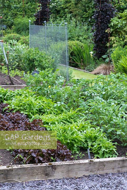 In a vegetable parterre,  a raised bed of lettuces, 'Catalogna' and 'Lollo Rosso'.