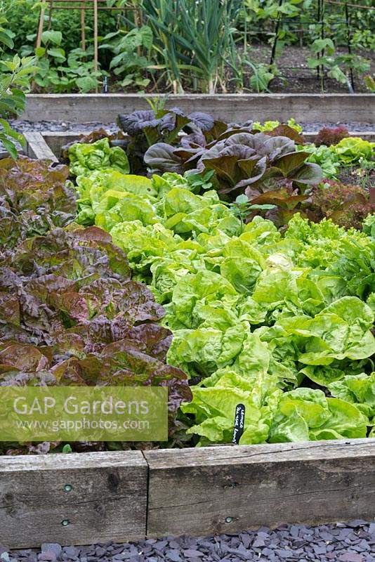 In a raised bed in vegetable parterre,  a row of Lettuce 'Catalogna'.