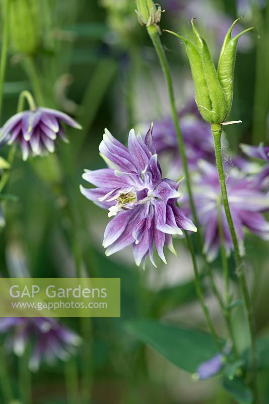 Aquilegia vulgaris, Columbine or Granny's Bonnets, a self seeding perennial, stalwart of the cottage garden style, flowering from May.