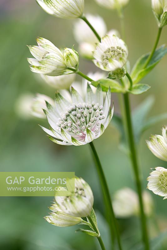 Astrantia major, Hattie's pincushion, an herbaceous perennial with creamy, papery flowers in summer.