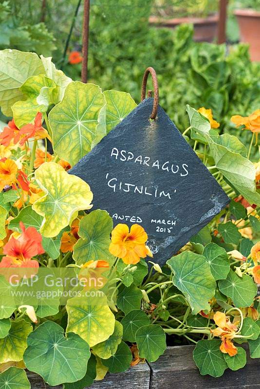 Surrounded by nasturtiums, a homemade plant label made from a square of slate suspended from an iron spike.