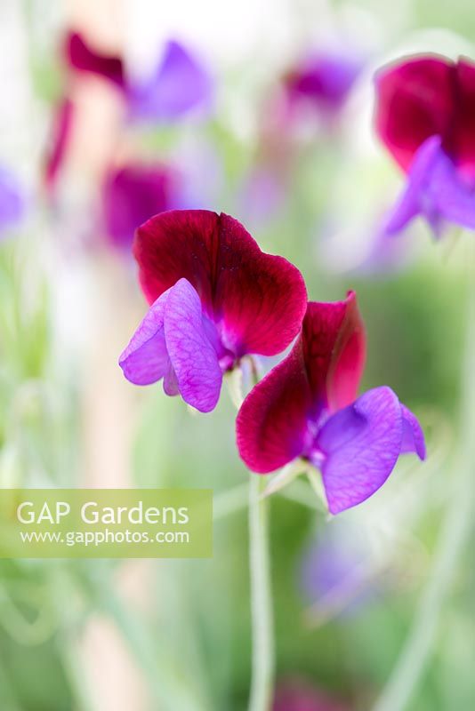 Lathyrus odoratus 'Cupani', a two-tone, pink and purple sweet pea, first introduced in the UK in the seventeenth century. A fabulously fragrant cut flower, to pick from June.