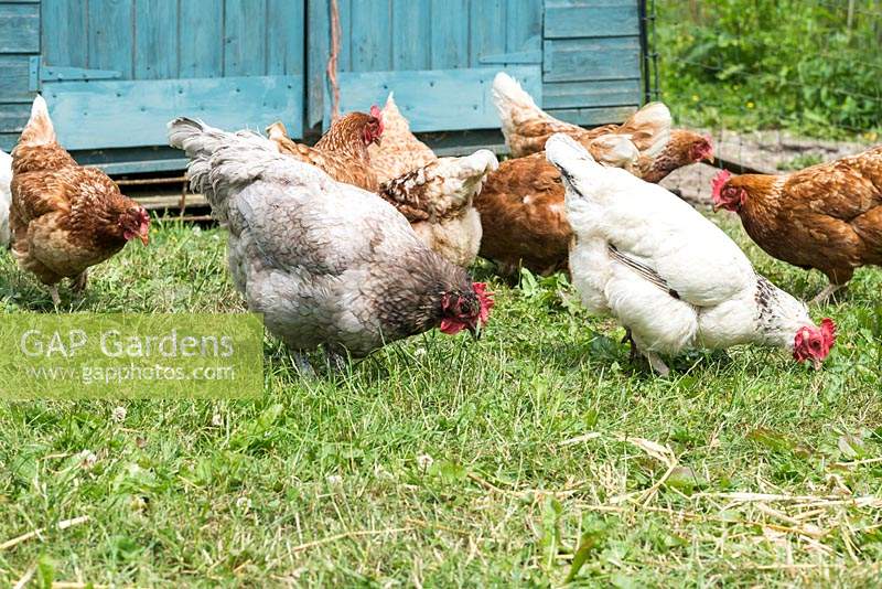 A grey Bluebell hen pecks the grass, behind a white Light Sussex hen. Behind, brown Warren hens.