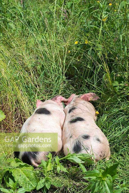 Two sleeping Gloucestershire Old Spot piglets.