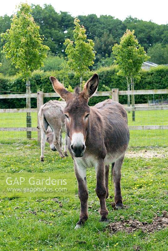 Alfie and, behind, Charlie, donkeys that produce a non-stop supply of manure for the kitchen garden.