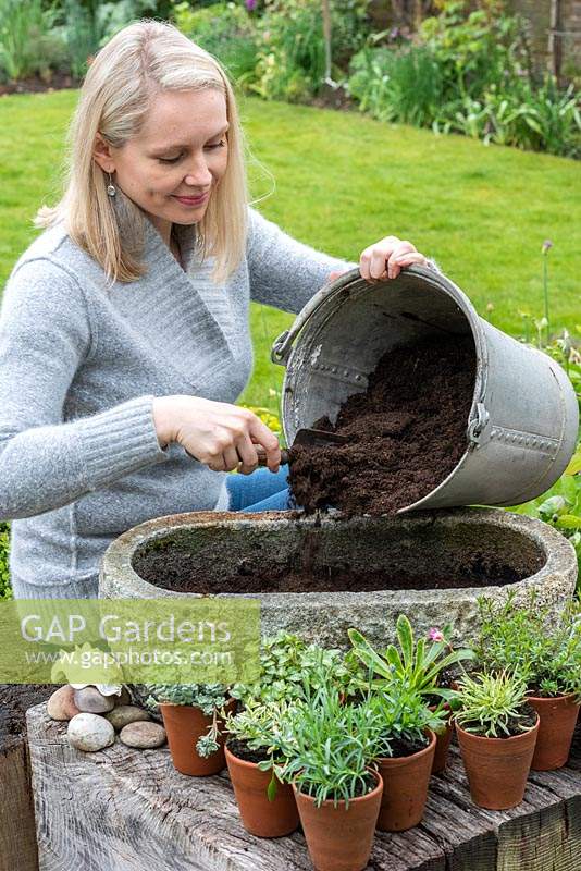 Step-by-Step planting a stone alpine trough. Step 3: Woman filling trough two-thirds with compost.