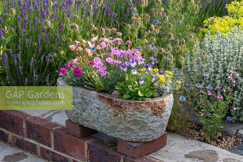 Stone alpine trough planted with flowering Dianthus  'Dixie Red Rose Bicolour' and 'Shooting Star', Armeria 'Nifty Thrifty', Sedum 'Cape Blanco', Lewisia cotyledon 'Elise', Pritzelago 'Crystal Carpet', and Viola 'Rebecca'.