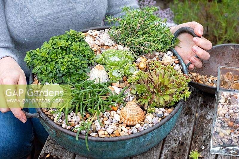 Vintage copper bowl ready planted with succulent plants â€” Sedum 'Blue Cushion', Delosperma cooperi, mixed Sempervivum, and Saxifraga cuneifolia 'Variegata'. A top layer of gravel and sea shells protects the foliage from damp soil.