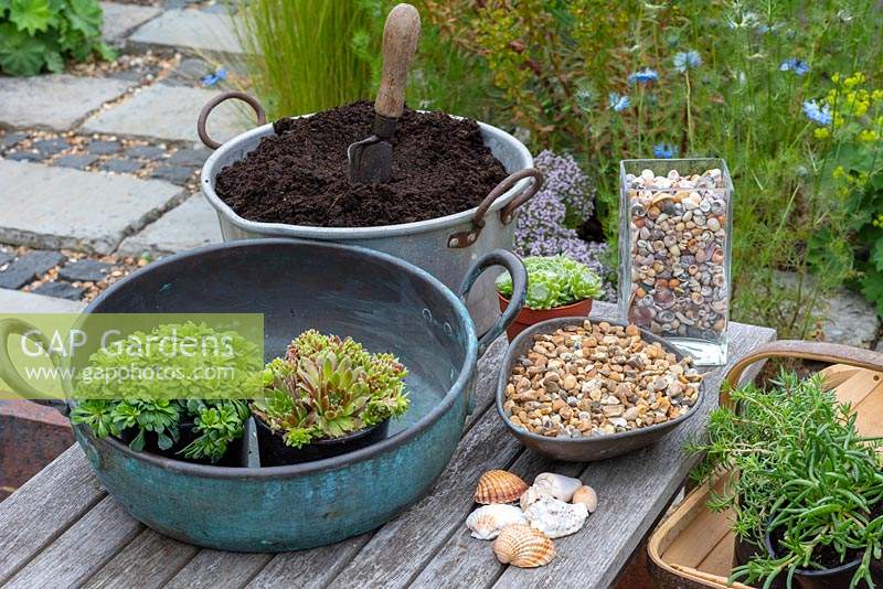 Step-by-Step planting succulent plants in a vintage copper bowl.  Step 1: Ready to plant are Sedum 'Blue Cushion', Delosperma cooperi, mixed Sempervivum and Saxifraga cuneifolia 'Variegata'.