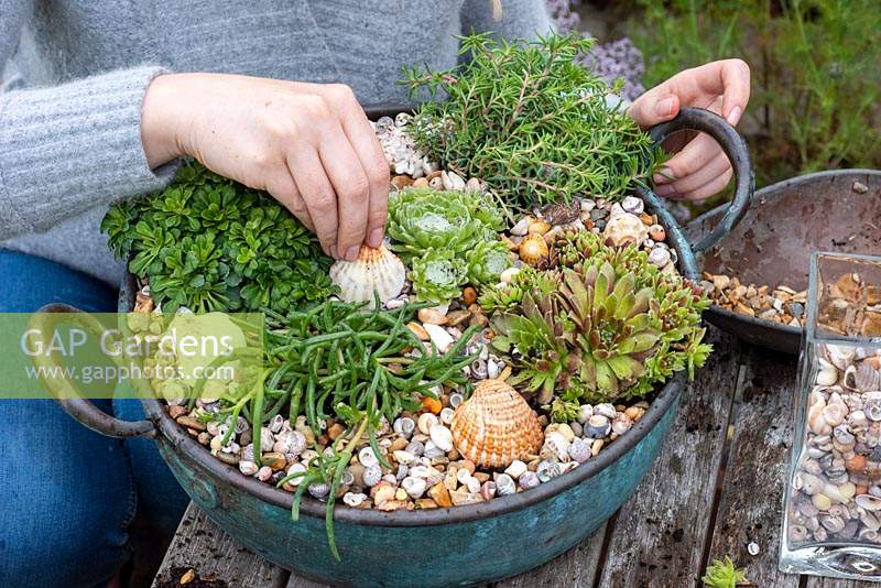 Step-by-Step planting succulent plants in a vintage copper bowl.  Step 8: finally, after planting sempervivum, echeveria, delosperma, saxifrage and sedum, a layer of gravel is finished with sea shells.