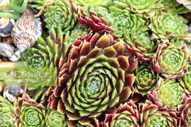 Sempervivum tectorum -common houseleek - a mat forming succulent