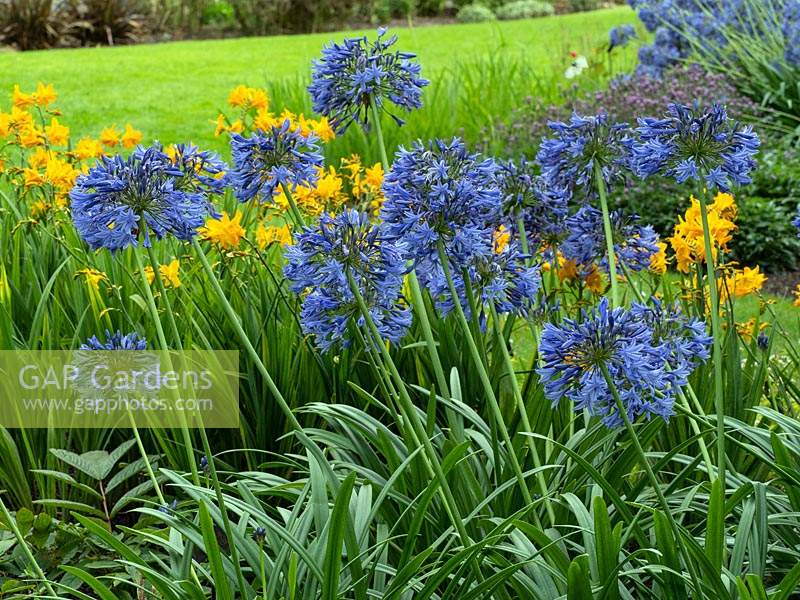  Agapanthus  'Super Star' African lily in garden border early August Norfolk