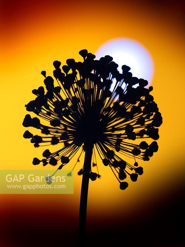 Allium seedhead silhouette against a setting sun