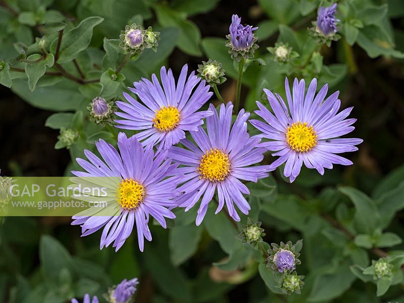 Aster amellus 'Silbersee' - August