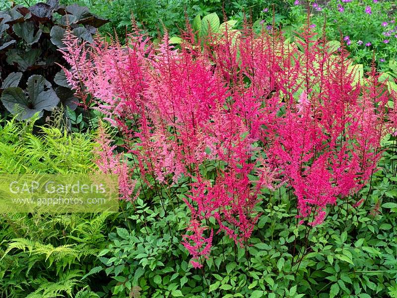 Astilbe 'Collettes Charm' - July